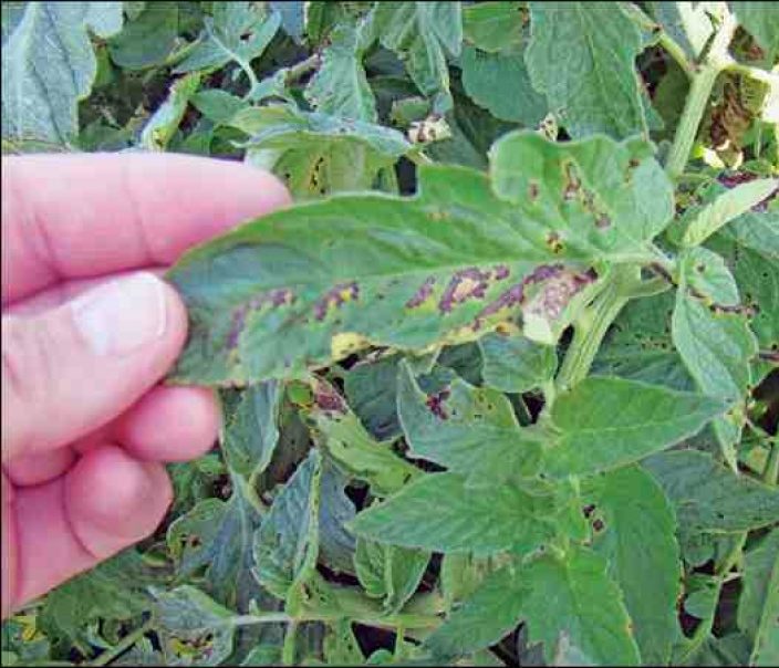 cropped-early-blight-tomato.jpg
